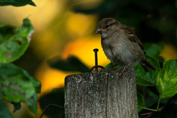 Portrait of a sparrow sitting on an old wooden fence surrounded by apple tree leaves at sunset. Close-up, beautiful background.