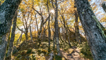 Beautiful trail in el chalten, santa cruz, Argentina. the sun rises behind the trees.