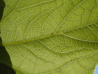 leaf veins