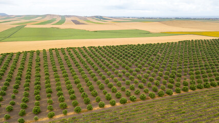 Olive trees field aerial view
