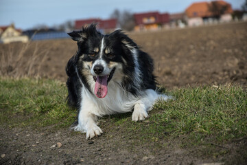 Border collie is laying on nature road. He is so cute and has funny face