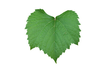 Green leaf of grape isolated on white background included clipping path.
