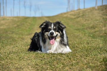 Border collie is laying on nature road. He is so cute and has funny face
