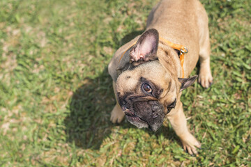 Fototapeta premium brown french bulldog play on the green grass playground and being happy