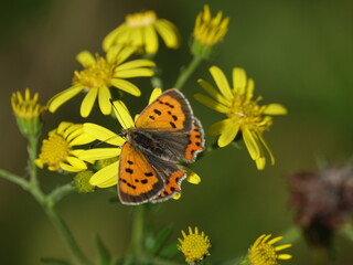 small copper butterfly ( Lycaena phlaeas) feeding on ragwort flowers