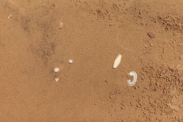 Clean brown fine sand and shell fragments for use as a background
