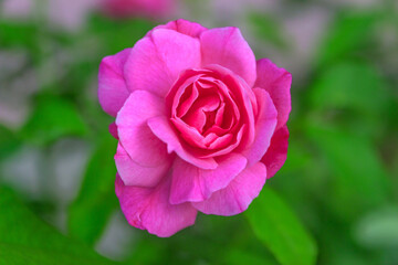 a new rose will bloom with a pink color and a blurry green leaf background