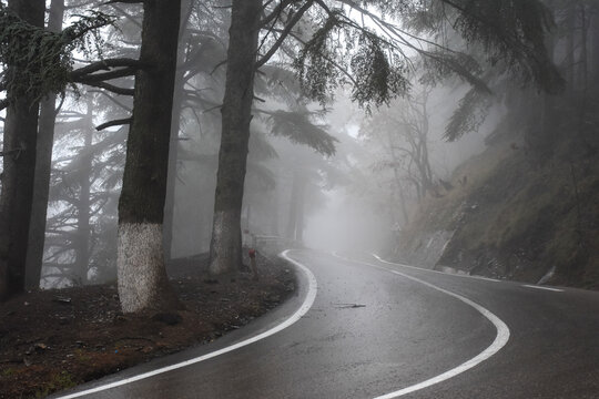 Rainy forest road in Chrea National Park, Blida, Algeria.