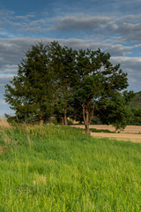 Obraz premium Aussichten vom Wanderweg zum Grossen Picho- Oberlausitz