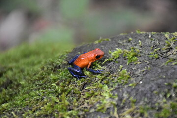 Blue jeans- Oophaga pumilio in Costa Rica