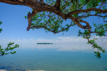 Tree branches hang over the turquoise crystal clear and shallow waters of the Florida Keys