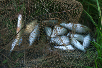 Close up photo of caught fish in the net
