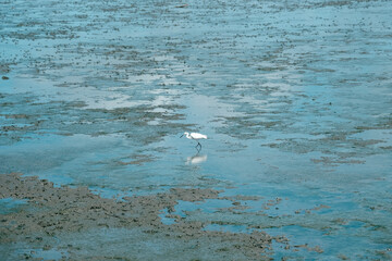 Fototapeta na wymiar seagulls on the beach