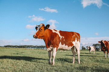 Fototapeta na wymiar Brown and white Dairy Cow 