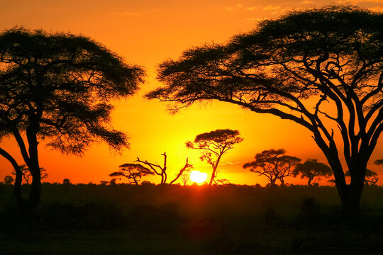 Paysage coucher de soleil en brousse, arbre, contre jour, ombre chinoise Afrique, Kenya