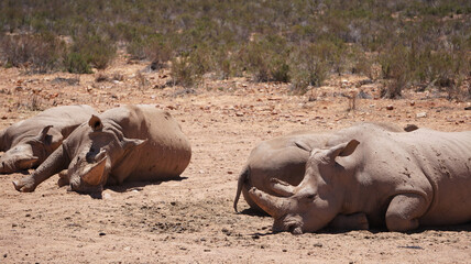 Group of white rhinoceroses bathing in sun after dipping in mud wildlife seserve park in South...