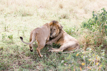 Plakat Löwenpaar bei der Paarung. Löwen in Tansania