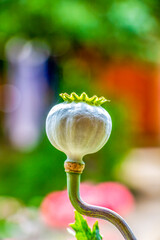 Poppy fruit capsule on a natural blurred background