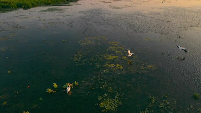 pelicans in the wild. Flight over pelicans taking off from the lake at sunrise. Three pelicans on the water.