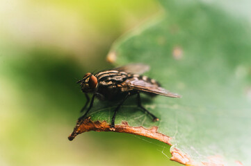 Large fly, insect sits on a green leaf close-up. Macro photography.