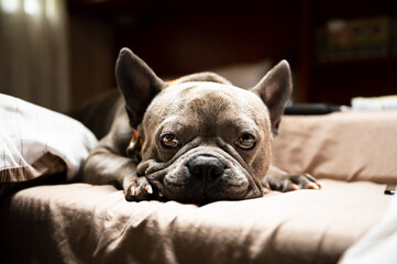 French bulldog lying in bed, close to sleeping