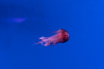 jellyfish in aquarium