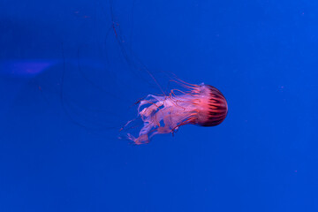 jelly fish in aquarium