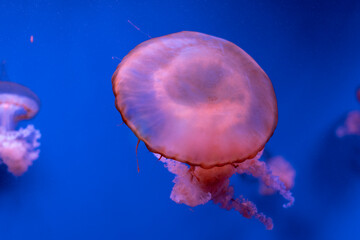 jelly fish in the water