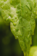 Green leaf of a plant, tree with flowing drops of water after rain, dew close-up.