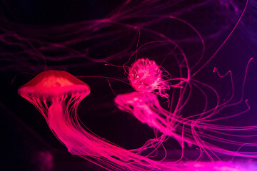 jellyfish in water
