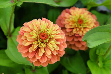 Zinnia elegans 'Queeny Orange' in flower