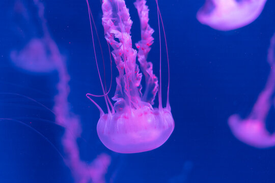 Jelly Fish In Aquarium