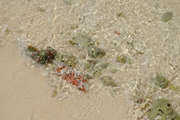 Coral on a clear and warm beach