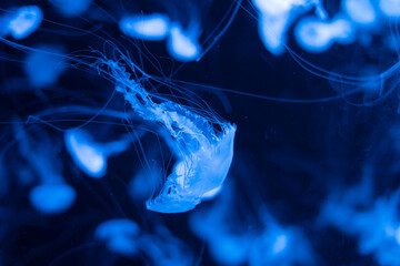 jellyfish in the water