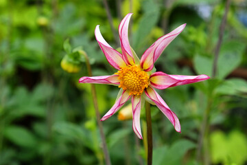 Fototapeta premium Dahlia 'Midnight star' in flower
