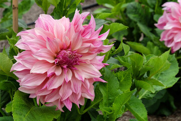 Dahlia 'CafŽ au Lait' '  flowers in bloom