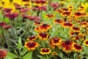 Rudbeckia hirta 'moreno; in flower