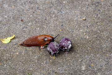 slug eating a rotting plum 