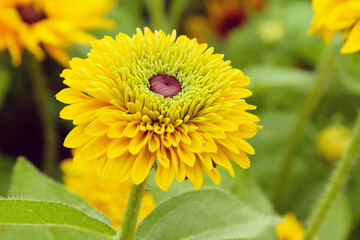 Rudbeckia 'Maya' in flower