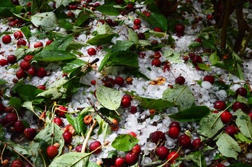 red cherries fell from storms and hail