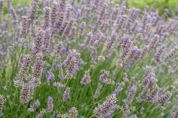 Naklejka premium bush of lavender flowers field close-up. Lavender perfume. Natural floral background