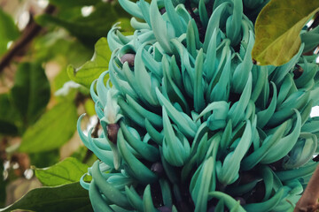 Strongylodon macrobotrys, commonly known as jade vine emerald creeper in flower