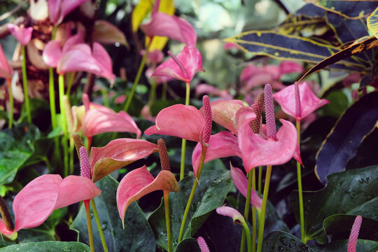 Pink Peace Lily In Flower