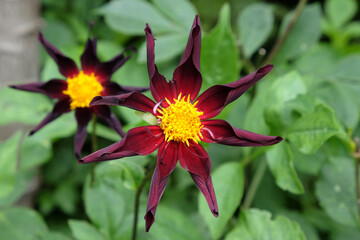 Star dahlia 'Verrone's Obsidian'  in flower