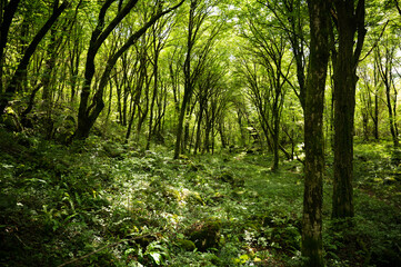 Fototapeta na wymiar Beautiful green jungle forest flooded with sunlight