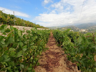 Harvest season. Close view of grapes in the vineyard. Merlot grapes close up. Oenologist