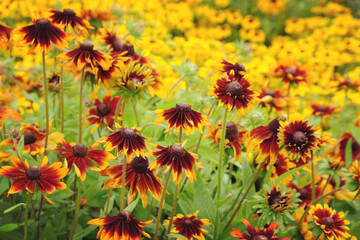Rudbeckia 'Autumn Colours' in flower