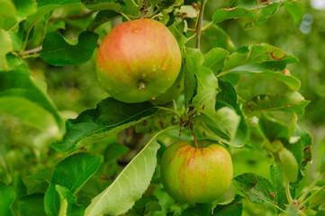 Wineyard with clouds, beautiful village and lake in the background