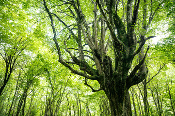 Very old tree in the green forest, flooded by sunlight