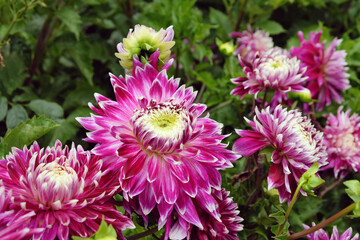 Dinner plate Dahlia 'Vancouver' in flower